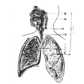 (Metronidazole) - Traitement du métronidazole respiratoire